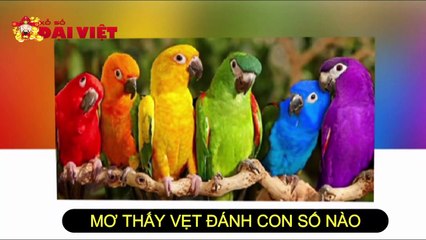 Mơ thấy vẹt số có tỉ lệ trúng cao nhất