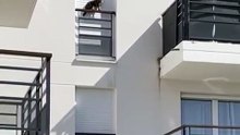 Le chat a fini par tomber du 3e étage