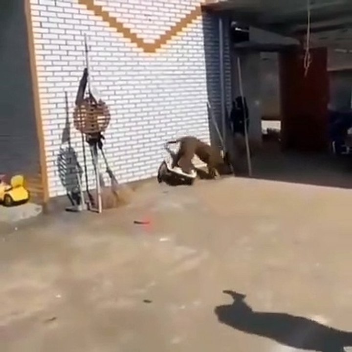 Funny Video | Very Funny Video | Dog Funny Video