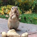 Cute Squirrel | Funny Squirrel | Squirrel Video | Squirrel Special Video
