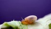 How do snails eat leaves #Snails