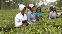 Exclusive interview with tea workers of Jalpaiguri