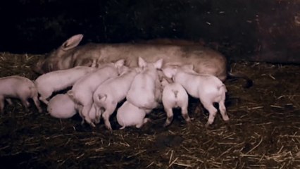 A Symphony of Noise - Trailer (Deutsche UT) HD