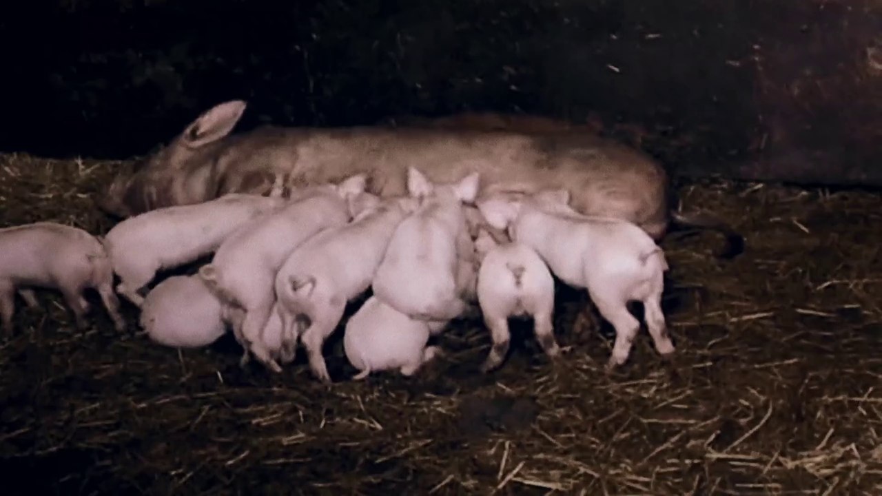 A Symphony of Noise - Trailer (Deutsche UT) HD