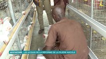 Eco Plus : les acquis de la réforme de la filière avicole en Côte d'Ivoire