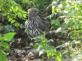 Crested Hawk Eagle with prey, on the ground...