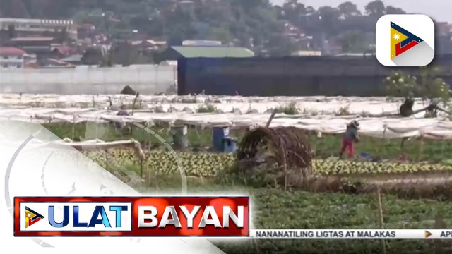 Pamimitas ng strawberry sa La Trinidad, Benguet, muling binuksan sa publiko