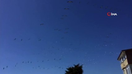 Güney’den Gelen Pelikanların Sürü Geçişi Görsel Şölen Oluşturdu