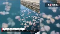 Trieste, mare invaso dalle meduse: l'acqua si trasforma in un 