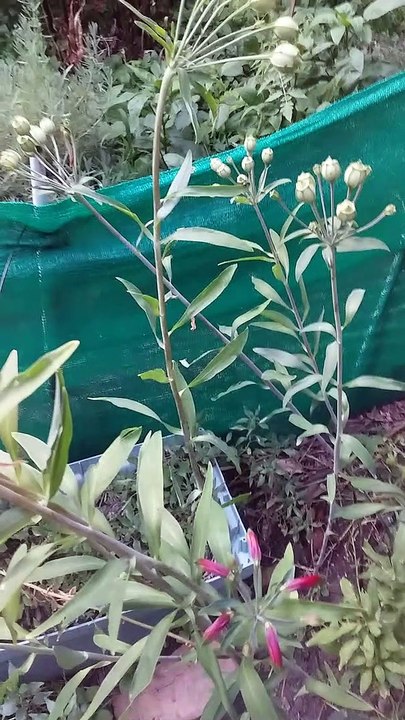 Como Sacarle Las Semillas al papagayo