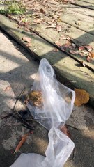 Friendly Frog Waves Hello