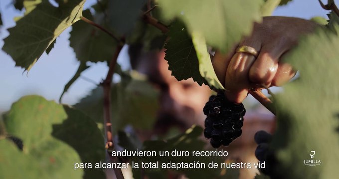 Denominación de Origen Jumilla, el equilibrio perfecto