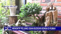 Berawal Dari Hobi, Budidaya Bonsai Mampu Raup Keuntungan Sampai Jutaan Rupiah!