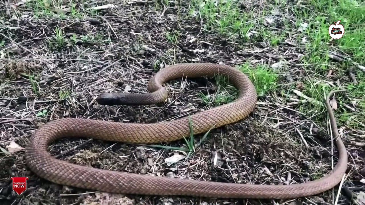 The Most_Dangerous_Snakes_In_The_World_| दुनिया के सबसे खतरनाक सांप | Facts In Hindi .