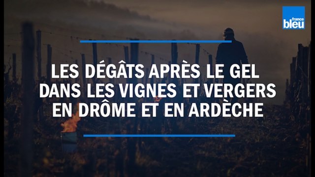Les dégâts seront terribles après le gel dans les vergers et les vignes en Drôme et en Ardèche
