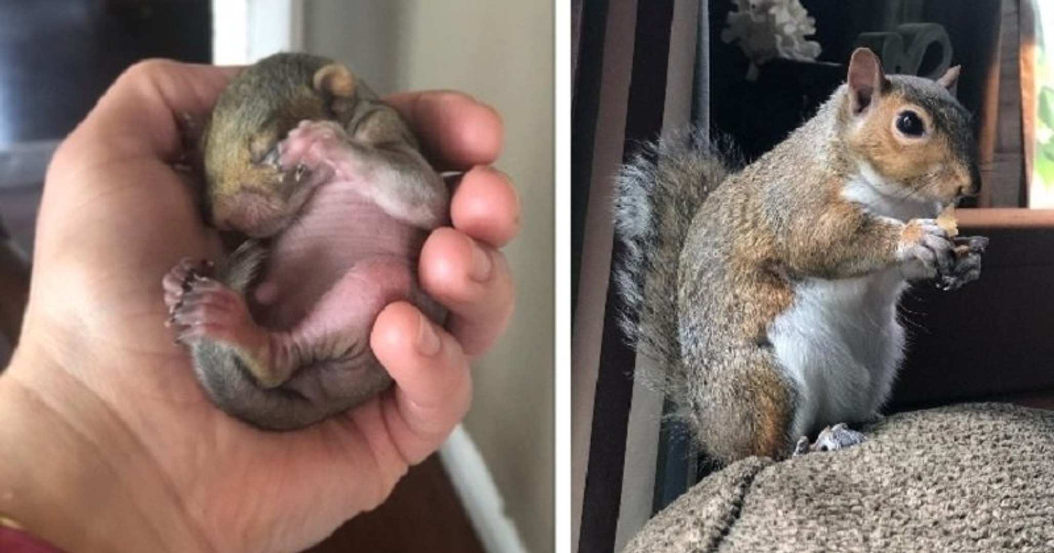 Une Americaine A Sauve Un Bebe Ecureuil Abandonne Et Lui A Offert Une Nouvelle Vie Video Dailymotion