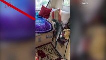 Camping Couple Finds 6.5-Foot Lizard Nosing Inside Their Caravan; Even Getting On Their Bed