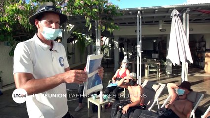 La réunion - L'approche des dauphins