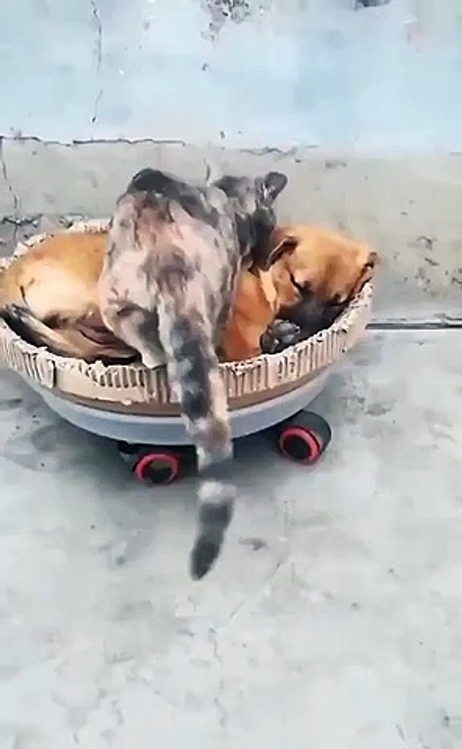 Best videos, Top videos, Viral videos Funny videos no. 58