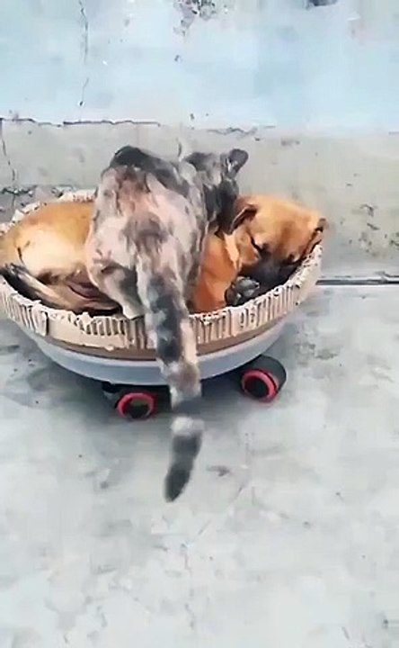 Best videos, Top videos, Viral videos Funny videos no. 58