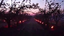 En Isère, des bougies entre les abricotiers pour lutter contre le gel