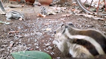 Cute Squirrels