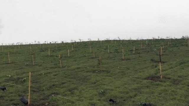 Saros Körfezi'nde 100 bin zeytin fidanı toprakla buluşturuldu