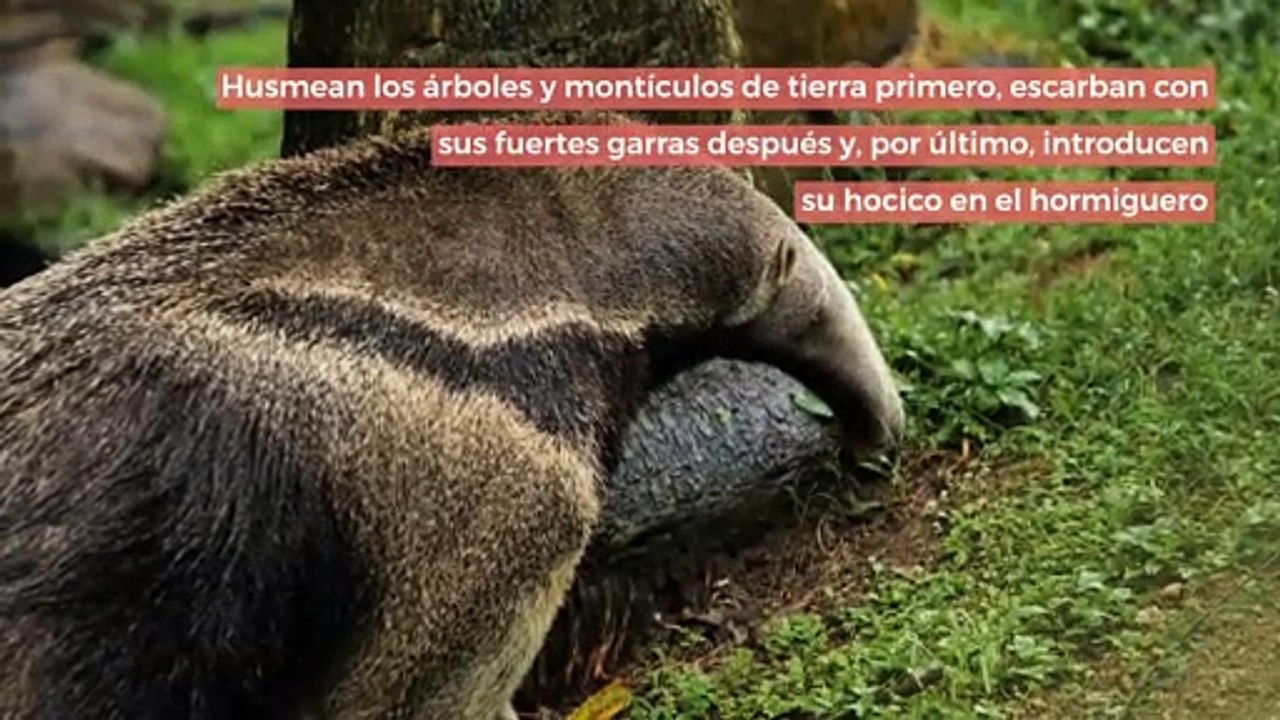 5 Animales sin dientes