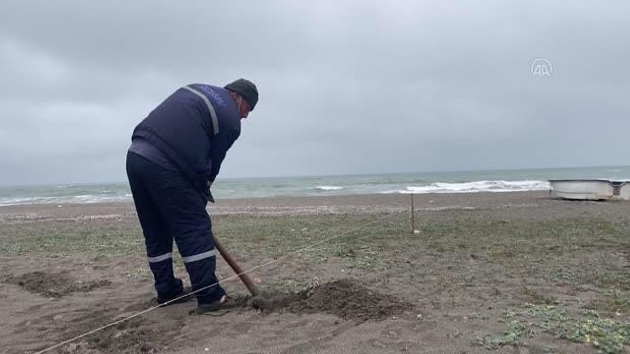 Arsa ve inşaat alanlarında çıkan kum zambakları doğal ortamına taşındı