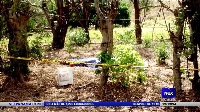 Picadura de abejas dejó un muerto y tres heridos - Nex Noticias
