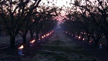 Alight at dawn: French burn candles by apricot trees to protect from frost