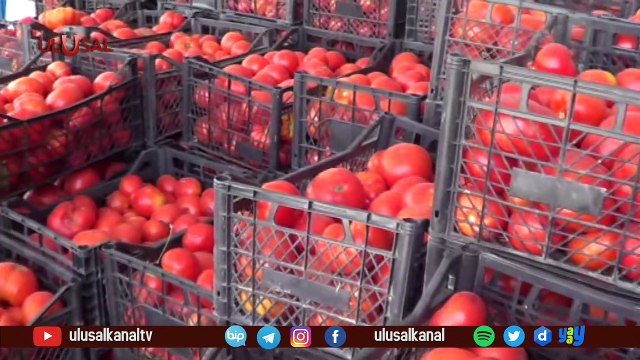 Domates üreticilerine güzel haber