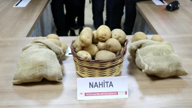 Niğde'de geliştirilen yerli patates tohumu Avrupa yolunda