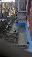 Des chats rentrent à la maison avec une couverture