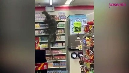 Tüm dünya bu komodo ejderini konuşuyor!