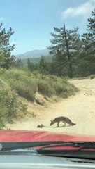 Fox Tangles with Rattlesnake