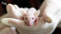 Scientists Induce Hallucinations in Mice to Study the Nature of Psychotic Disorders