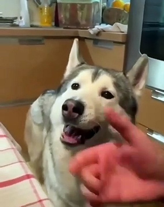 Husky love to play