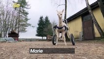 Walking On Sunshine! This Orphaned Baby Alpaca Is Walking Again Thanks to an Animal Wheelchair!