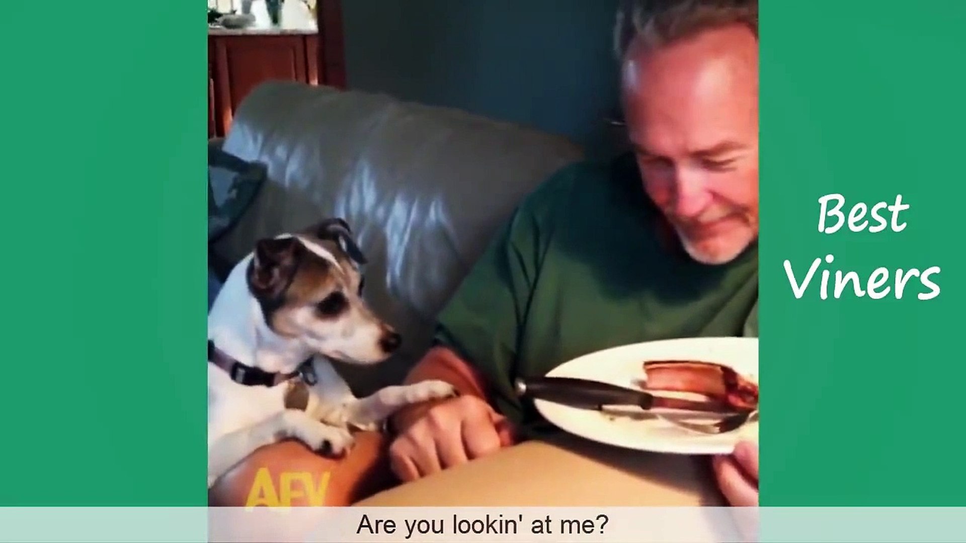 Funny dog and cat vines hotsell