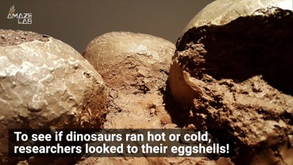 Relationship Between Eggshell Fossils and Dinosaur Blood? The Debate Continues