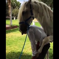 Horse Soo Cute! Cute And Funny Horse Videos Compilation Cute Moment #70