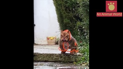 Funny Dogs & Cats Videos Before Bed | 10 Minute Of Laughter