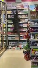 سحلية عملاقة تخلق حالة من الفوضى بعد الهجوم على سوبر ماركت