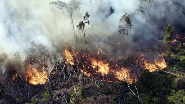 Organizações pedem mais compromisso do Brasil com meio ambiente