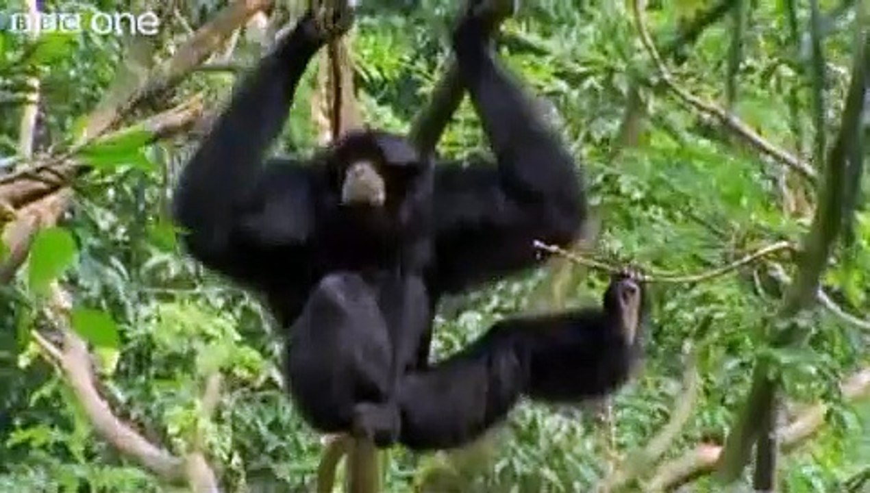 Talking Animals