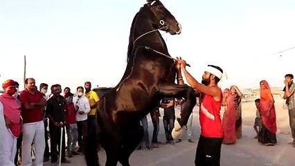 जमने लगी तिलवाड़ा पशु मेला की रंगत, हजारों पशु पहुंचे