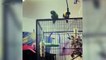 Funny Birds  Funniest Parrots Ever (Full) [Funny Pets]