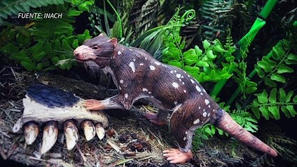 Descubren en Chile restos de nuevo mamífero de hace al menos 72 millones de años