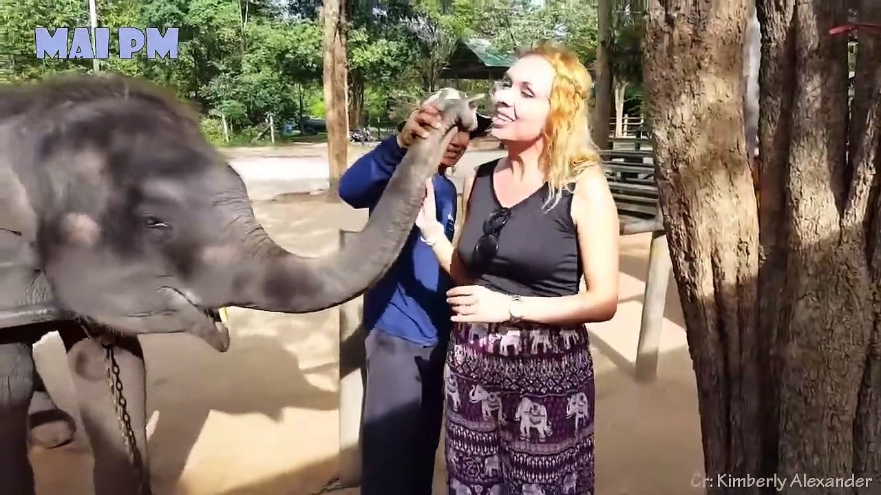 Try Not To Laugh Animals -  Funny Animal And Human Fails Videos 2020